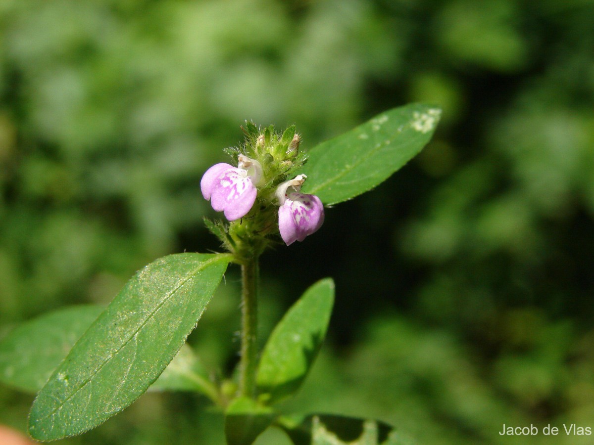 Rostellularia procumbens (L.) Nees